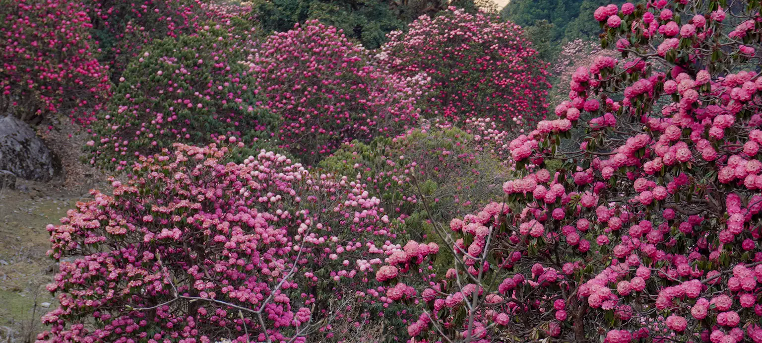 Chopta Chandrashila 3 Day Trek